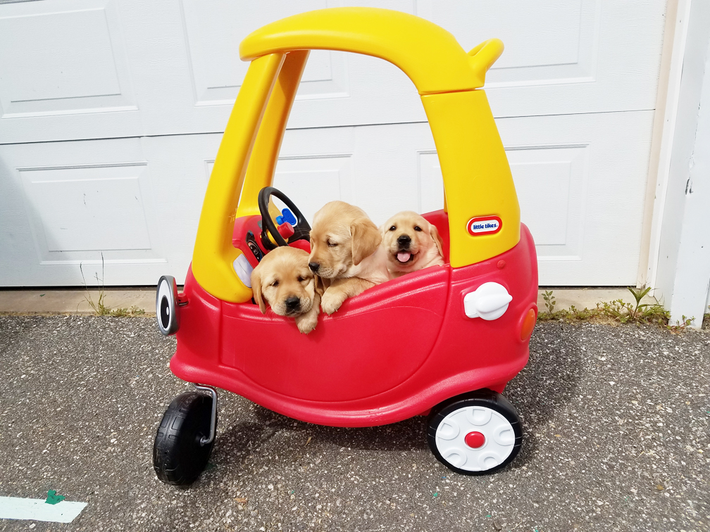 ECADServiceDogs's tweet photo. PSA!!!!! We need volunteer drivers to shuttle the dogs to and from veterinary appointments! 🚗🐾
If you are interested, please apply here first! : https://t.co/hCmudU14Zb.
Please share! #ecadservicedogs #volunteersneeded #servicedogschangelives #dogdriver #weloveourvolunteers https://t.co/Doc4IFk3Md