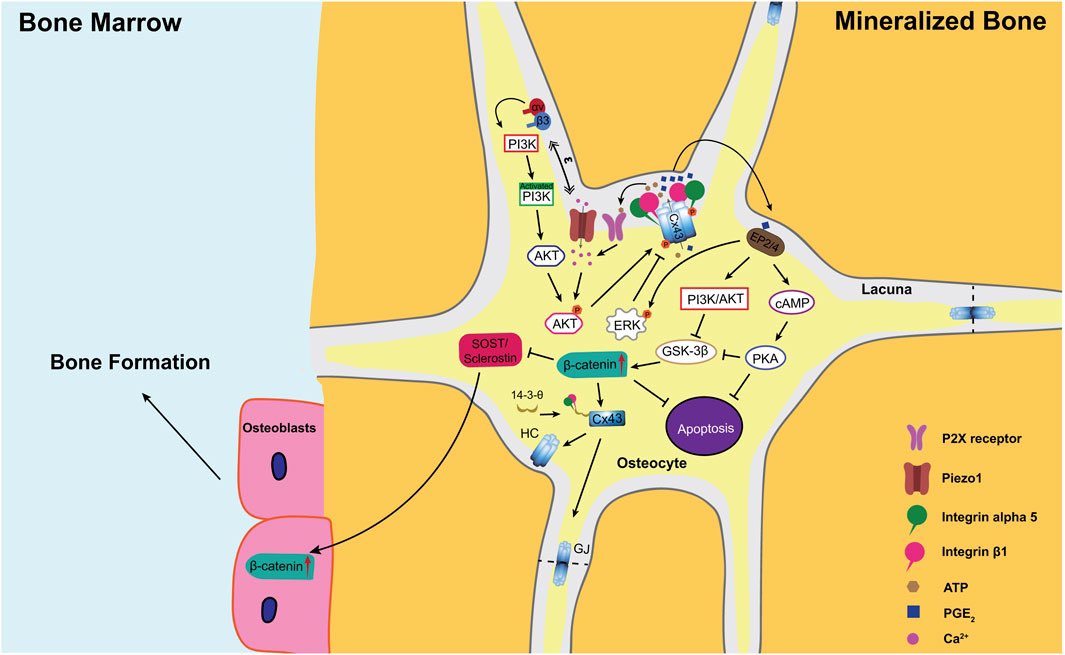 JeanJiangLab's tweet photo. Super excited to shared our #latest #publication #Review in @FrontCellDevBio!!!
#bone #connexin #pge2
Connexin 43 hemichannels and prostaglandin E2 release in anabolic function of the skeletal tissue to mechanical stimulation https://t.co/82SPHQ3ADB
@JeanJiang17 @FrancyMAcosta https://t.co/MRaXpybfGh