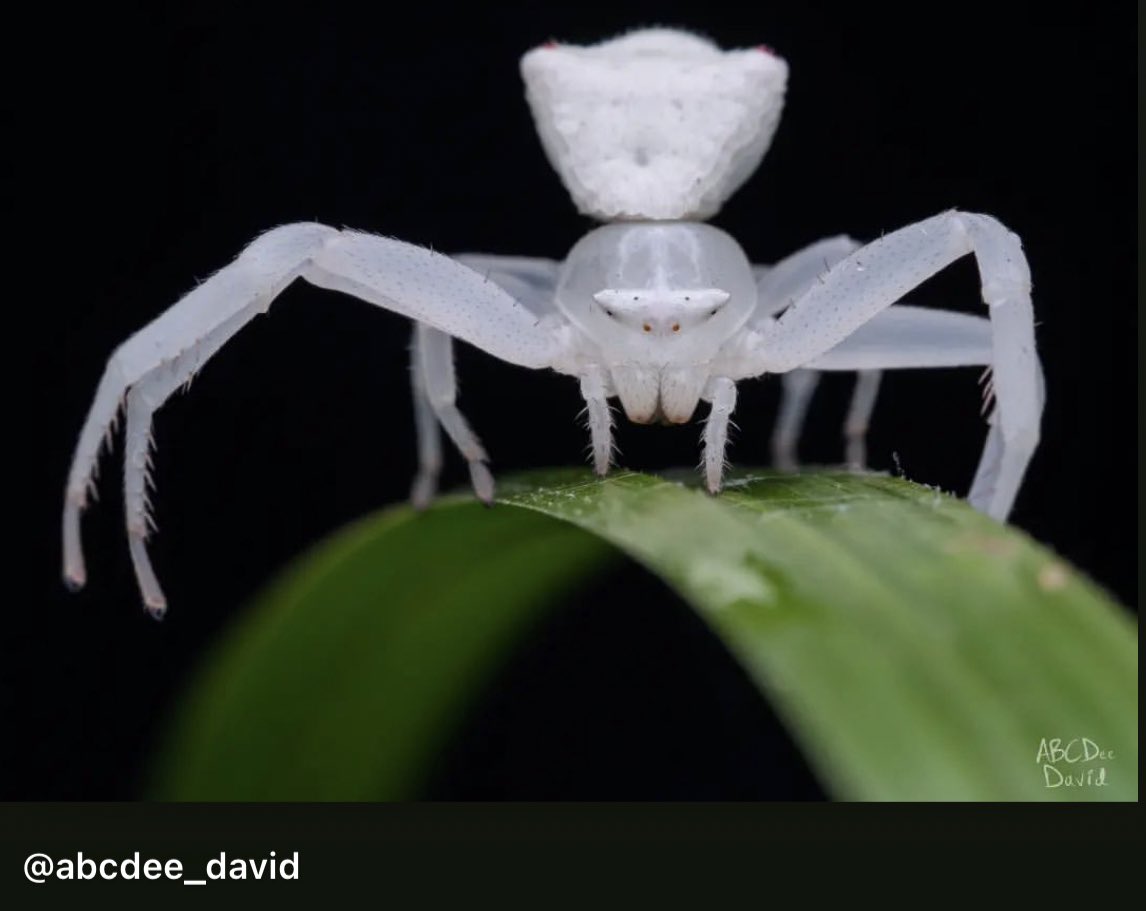 Insectguru's tweet photo. Crab spiders are known for their impressive camouflage skills, allowing them to blend seamlessly into their surroundings. Ambushing their prey, they snatch unsuspecting insects right out of the air with their elongated front legs #crabspider #camouflage #ambushpredator https://t.co/d9YHzQR63q