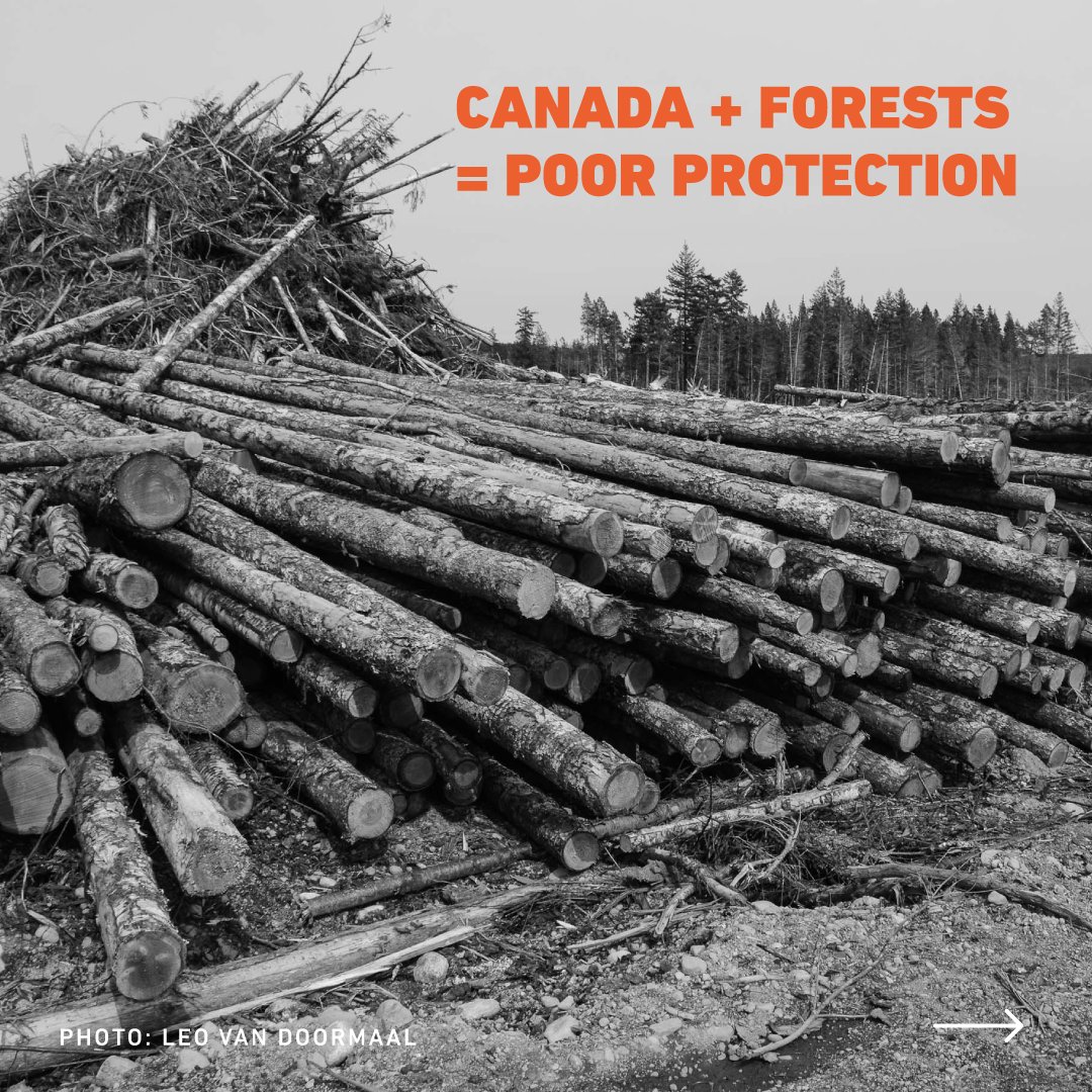 David Suzuki FDN tweet media