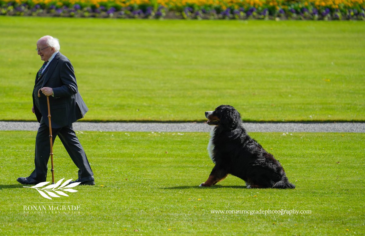 RonanMcGrade's tweet photo. Misneach watches as President Higgins makes his way across the lawn to President Biden at Aras an Uachtarain 🐶 

@PresidentIRL 
@POTUS https://t.co/HpphsBAlPb