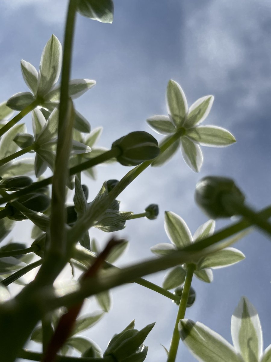 She might be laying in the grass trying to perceive the world through the eyes of the sidhe.