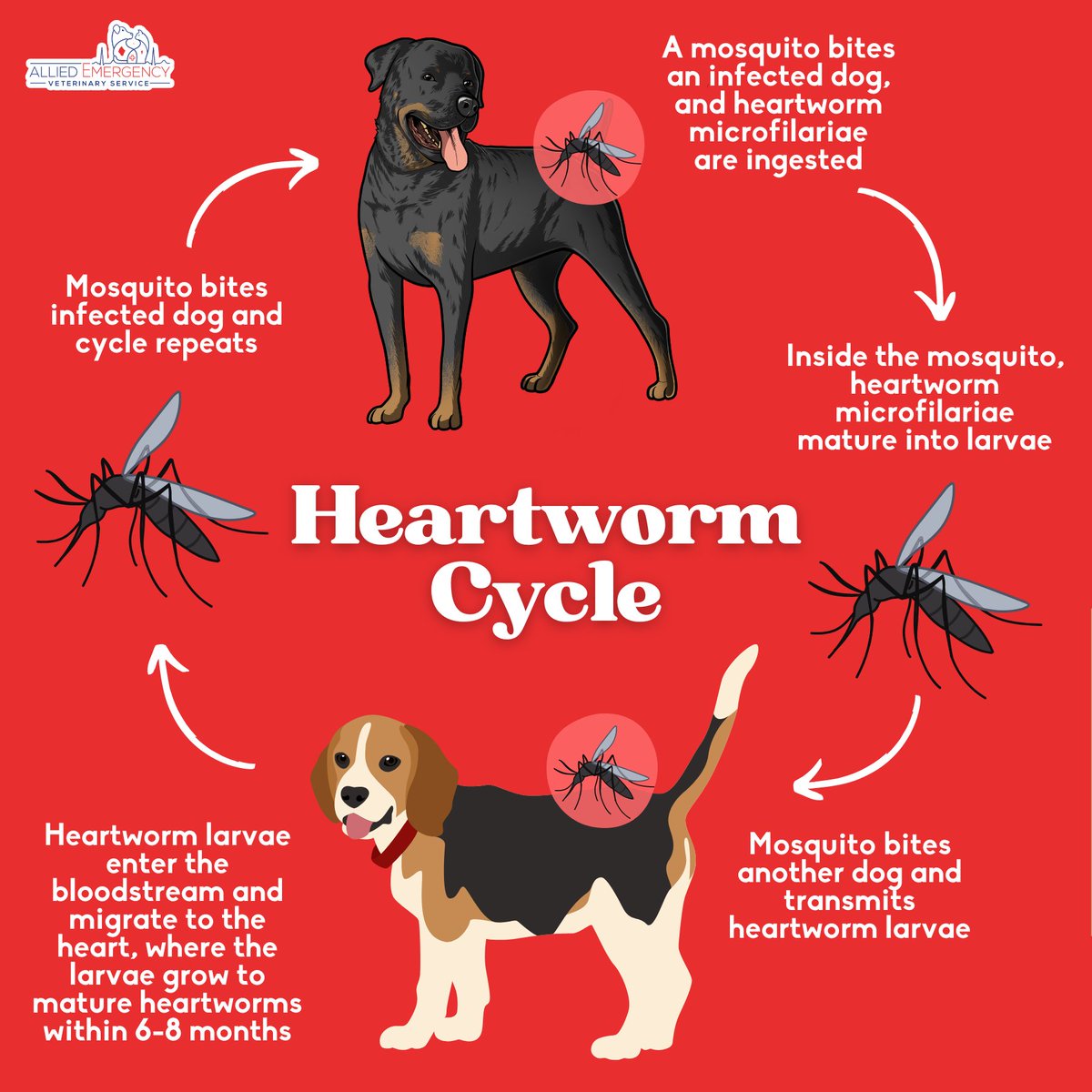 Have you ever wondered how heartworm is transmitted? Here are the steps to the heartworm cycle. #HeartwormAwarenessMonth