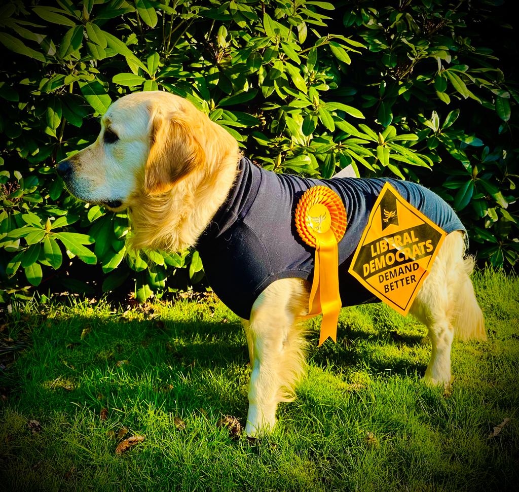 JustineRutland's tweet photo. @Acelliott79 @PetsofTWBC @TWellsAlliance Our Culverden mascot #RetrievingHere https://t.co/5T8If1NQBz