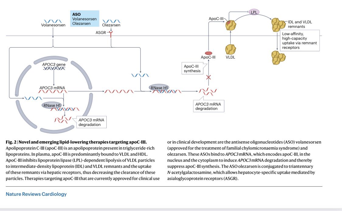 ProfKausikRay's tweet photo. Delighted to see Julia get this published in Nature Reviews Cardiology.
Our take on Novel and Future Lipid Lowering Therapies for CVD Prevention 

DOI
10.1038/s41569-023-00860-8 https://t.co/XHNwlsqic2