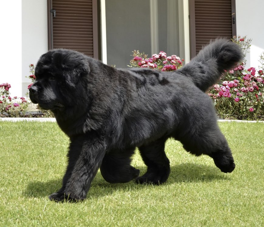 Dog breed profile Thursday. The Newfoundland is an incredibly massive dog. They are great with family and make wonderful family pets. They were bred for assisting fisherman in Newfoundland. Kinda looks like a big Ettie!! #dogs #newfoundlanddog
