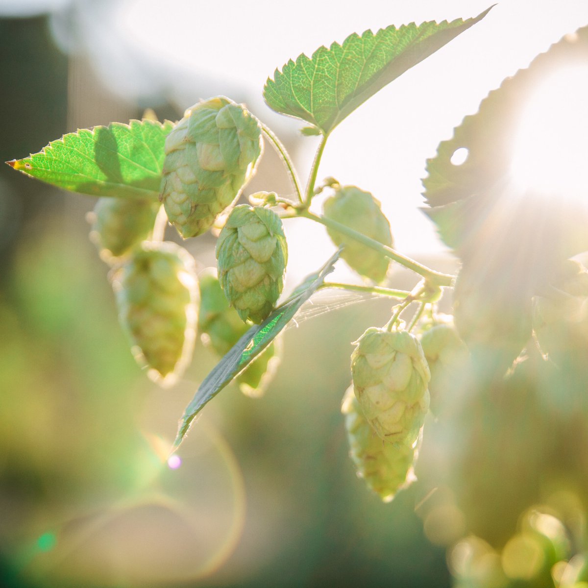 Don't mind us, just using #InternationalPlantAppreciationDay as an excuse to post our favorite flora. FUN FACT: hops are actually flowers. We'd take these magical little Humulus lupulus cones over roses any day.