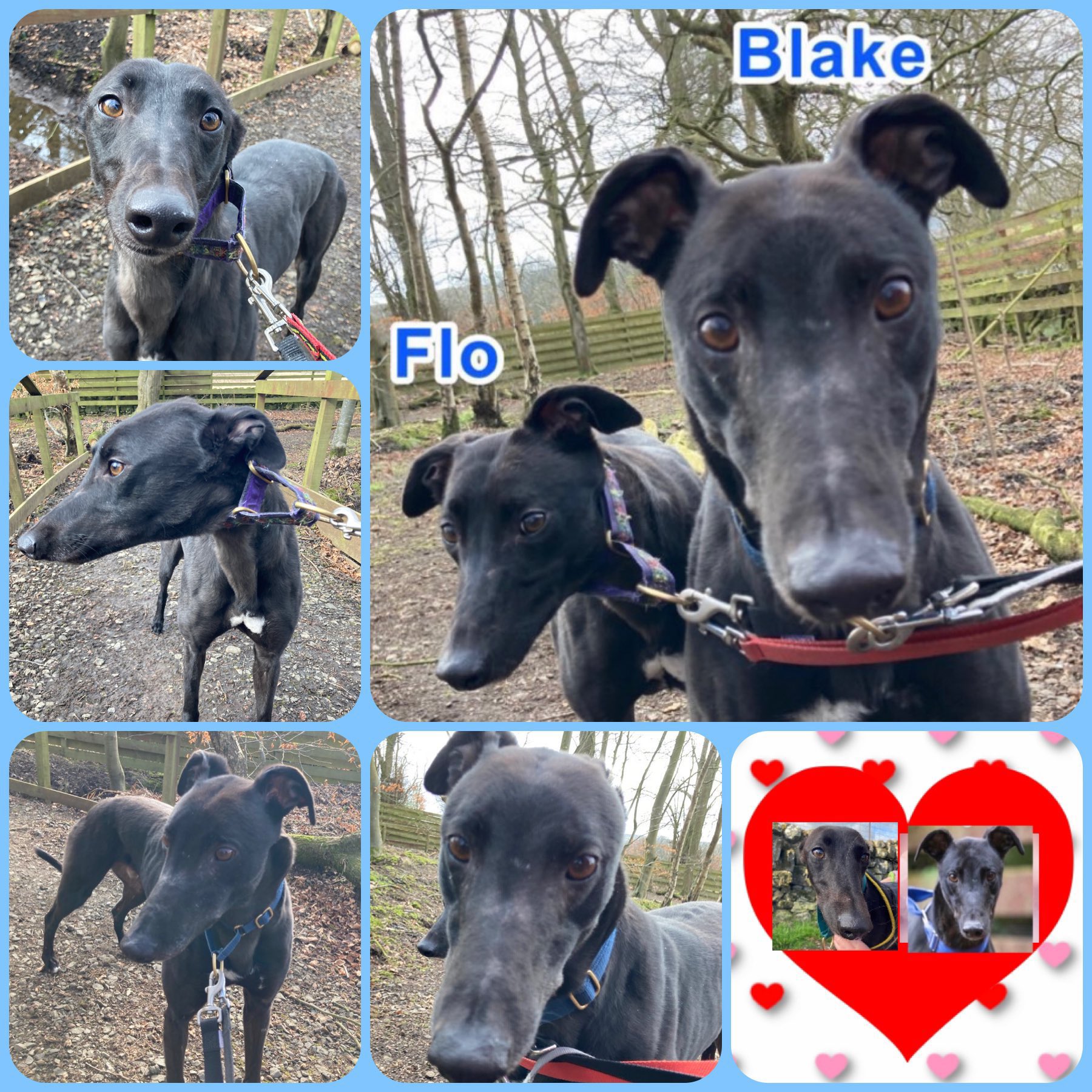 Greyhound Rescue Fife on Twitter "Blake(6)& Flo(2) r a ready made 