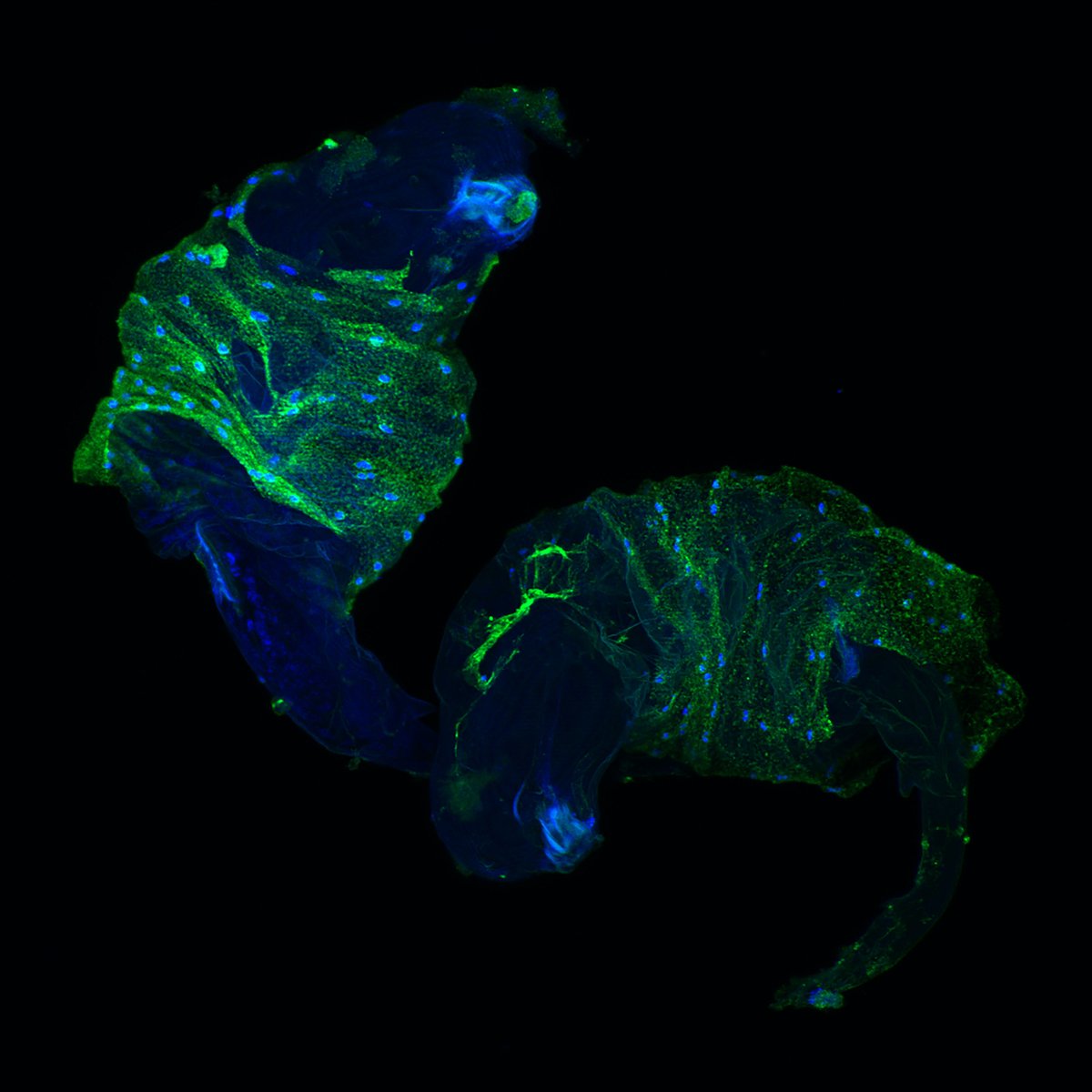 Fruit flies acquired a useful gift from bacteria, via horizontal gene transfer, some 21 million years ago: genes for two toxins used to defend against parasitoid wasps. In PNAS: ow.ly/TiVS50NGmPW