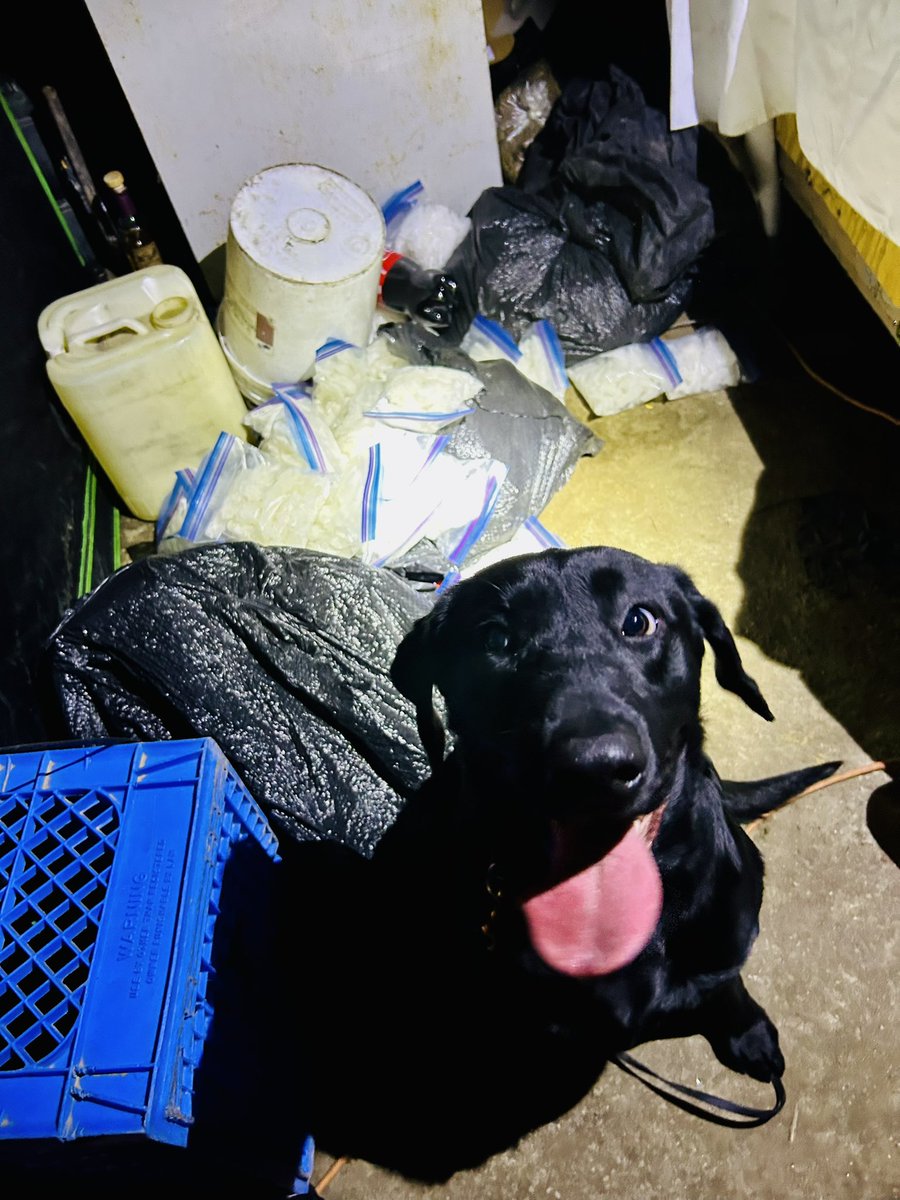 LAPDCARRANZA's tweet photo. What a face! 💙We could not do our job without our #K9 #Tank He is new to the team and already making a tremendous impact! Tank was super excited about his find and could not wait to get his toy! #LAPD #Drugs #HIDTA #LACLEAR #DogsofTwittter #dogsofinstagram 🐾 https://t.co/0f2qs16YkA