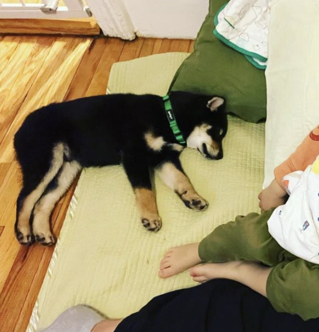 officialgooddog's tweet photo. Ghim, Shiba Inu, 📍Brooklyn, New York
After a 7 hour roadtrip from Ohio to New York, Ghim the Shiba Inu arrived at his new home where he was greeted by his Shiba sister Miso and his human baby brother 🥰
#GoodDogDogs https://t.co/Y37jkJtmtc