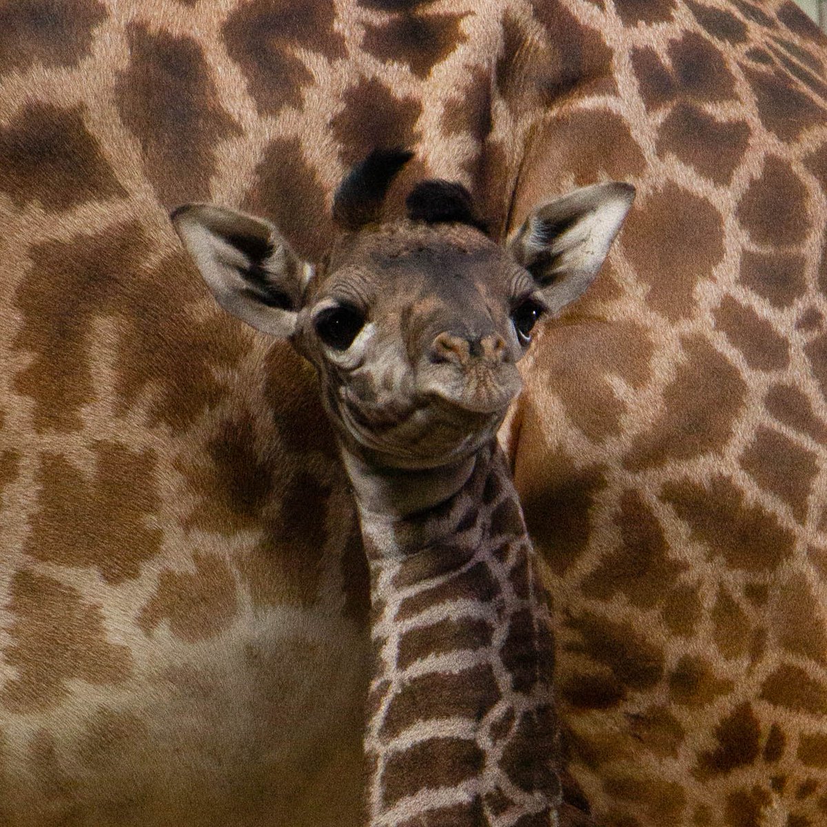 TheTorontoZoo's tweet photo. A walk down Matu memory lane π¦
Matu is currently right around the 800lb mark and about 10ft tall π¦#ThrowbackThursday #LittleLongLegs https://t.co/AoXiOCQF6g