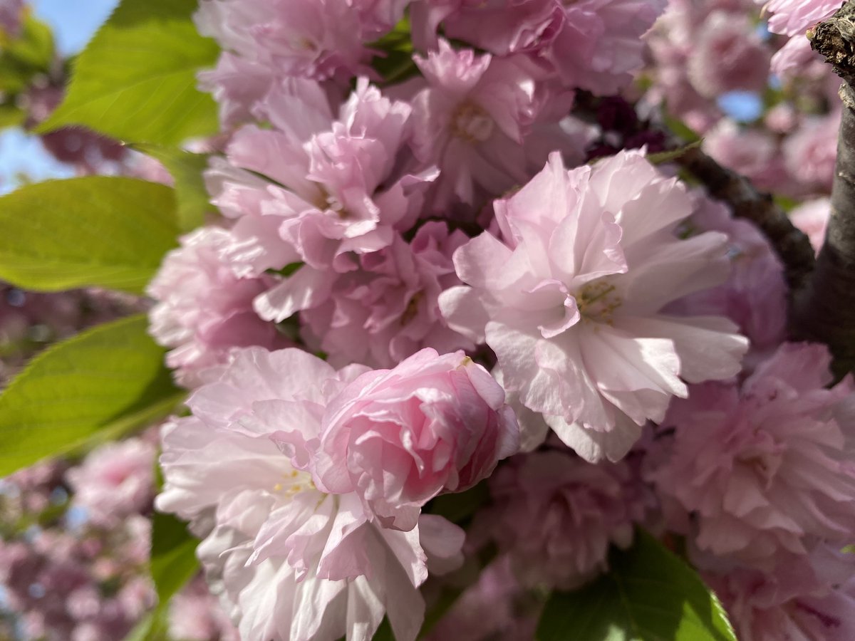 Today was “monumental” 
#CherryBlossom #SpringitOn