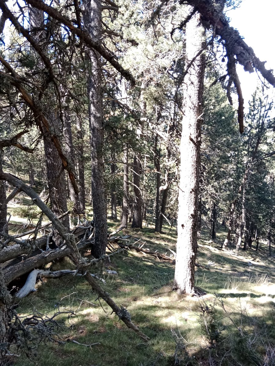 LIFE_UNCINATA's tweet photo. #ReservaNacionalCaçaBoumort #HIC9430* #PiNegre #Conservació #Hàbitats https://t.co/bLgmrlvVyE