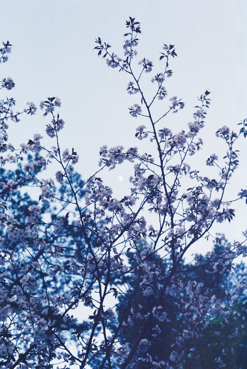 On the 9th I went to the Japanese garden in Ostankino park, VDNH. It was a bad trip, super cold, phone died and the cold made it hard to shoot since my hands were shaking and frozen. But the photos turned out amazing. :) enjoy the sakuras.