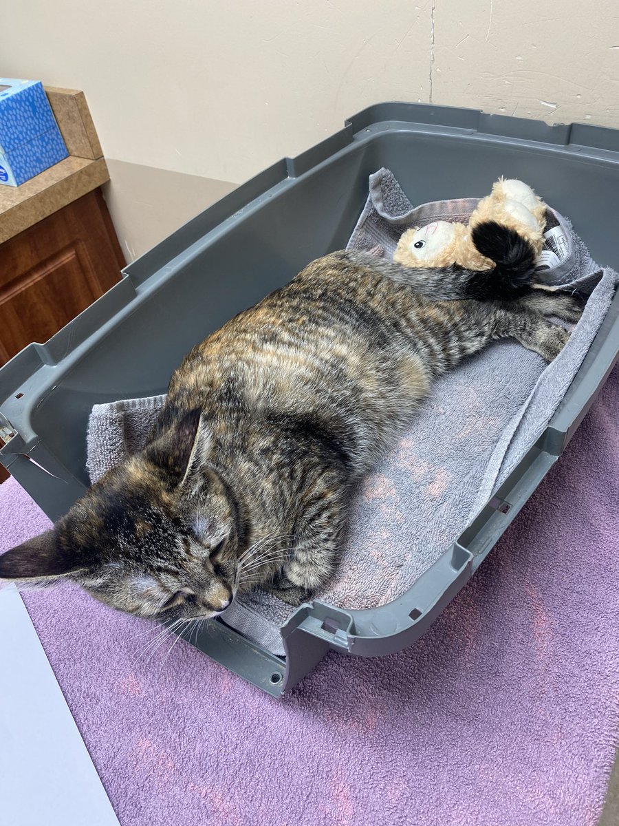 josh_knab's tweet image. Been in the hobby for quite a while now &amp;amp; have made a lot of amazing connections. I wouldn’t do this unless I absolutely had to but I’m asking the hobby for some help.. my girlfriend &amp;amp; I’s 9 month old kitten, Oakley, has a broken femur. Surgery is roughly $2-$3k. Please share⬇️❤️