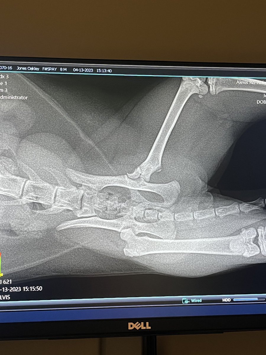 josh_knab's tweet image. Been in the hobby for quite a while now &amp;amp; have made a lot of amazing connections. I wouldn’t do this unless I absolutely had to but I’m asking the hobby for some help.. my girlfriend &amp;amp; I’s 9 month old kitten, Oakley, has a broken femur. Surgery is roughly $2-$3k. Please share⬇️❤️