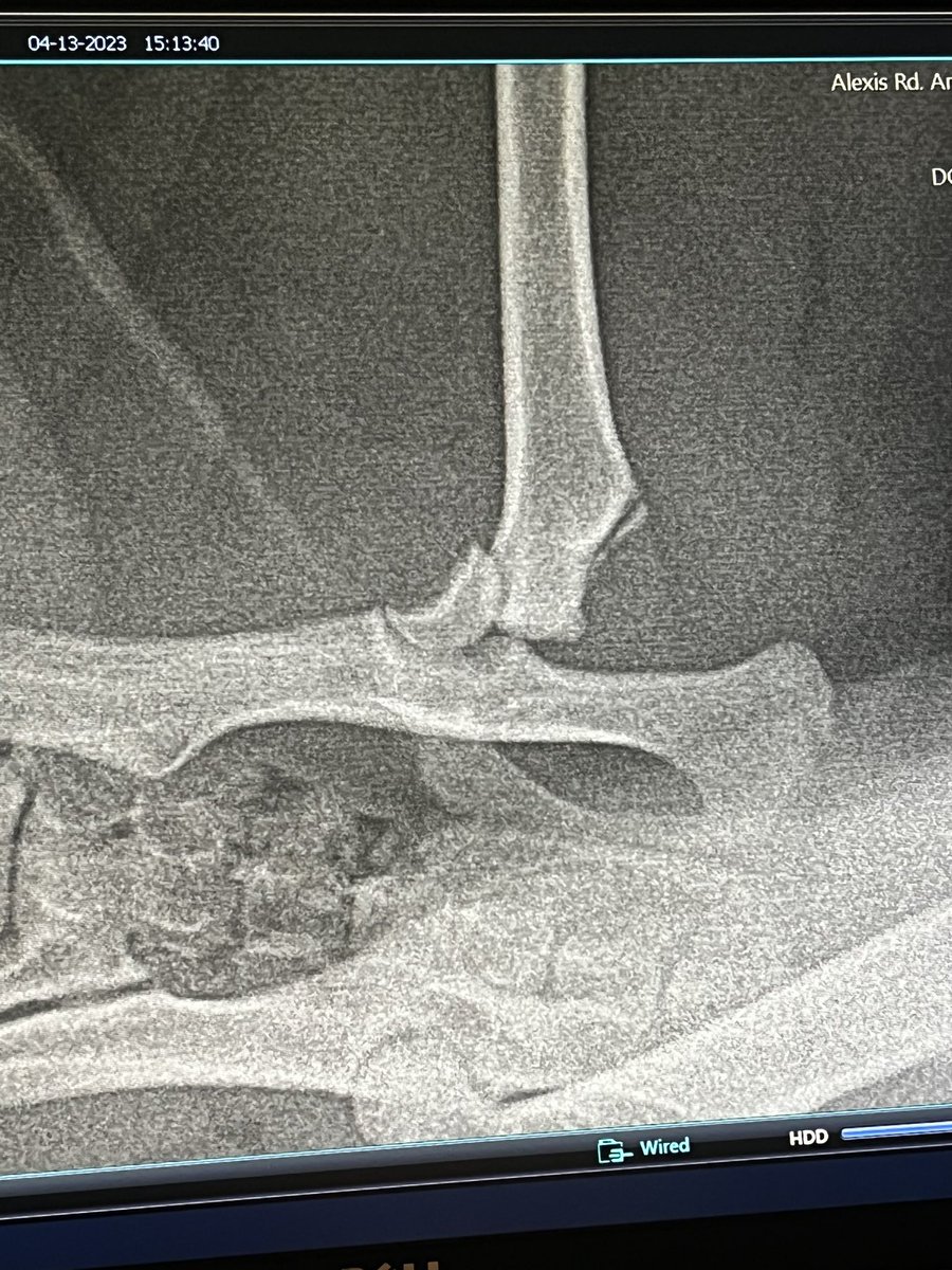 josh_knab's tweet image. Been in the hobby for quite a while now &amp;amp; have made a lot of amazing connections. I wouldn’t do this unless I absolutely had to but I’m asking the hobby for some help.. my girlfriend &amp;amp; I’s 9 month old kitten, Oakley, has a broken femur. Surgery is roughly $2-$3k. Please share⬇️❤️