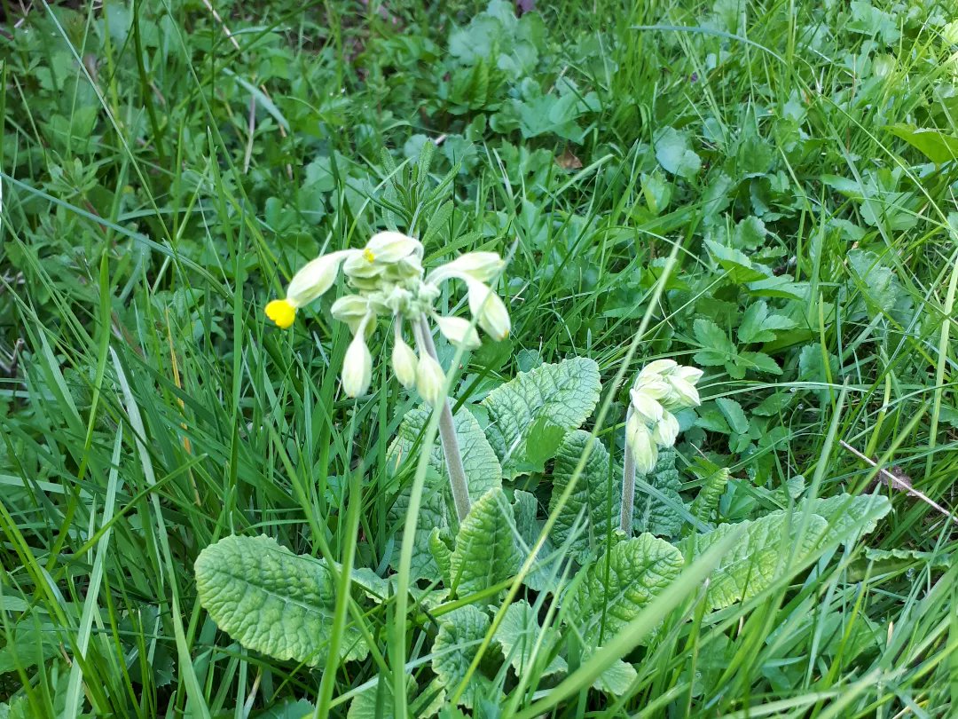 To celebrate  #InternationalPlantAppreciation here's a photo of #cowslips taken last weekend in my #OxeyeDaisyProject which now takes up two thirds of our garden lawn!