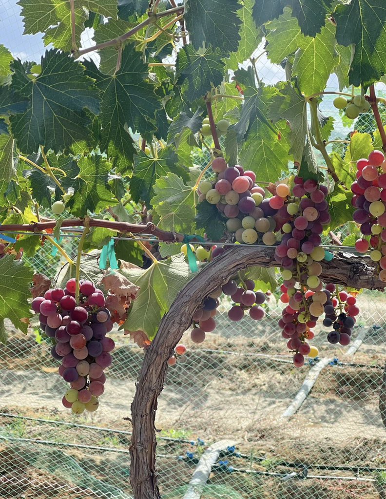 Evelyn880903's tweet image. #Los Angeles#the sun is shining brightly🌝
#Grapes🍇#5Five dollars a knife
#
#Location #CA-79aguanga CA92536