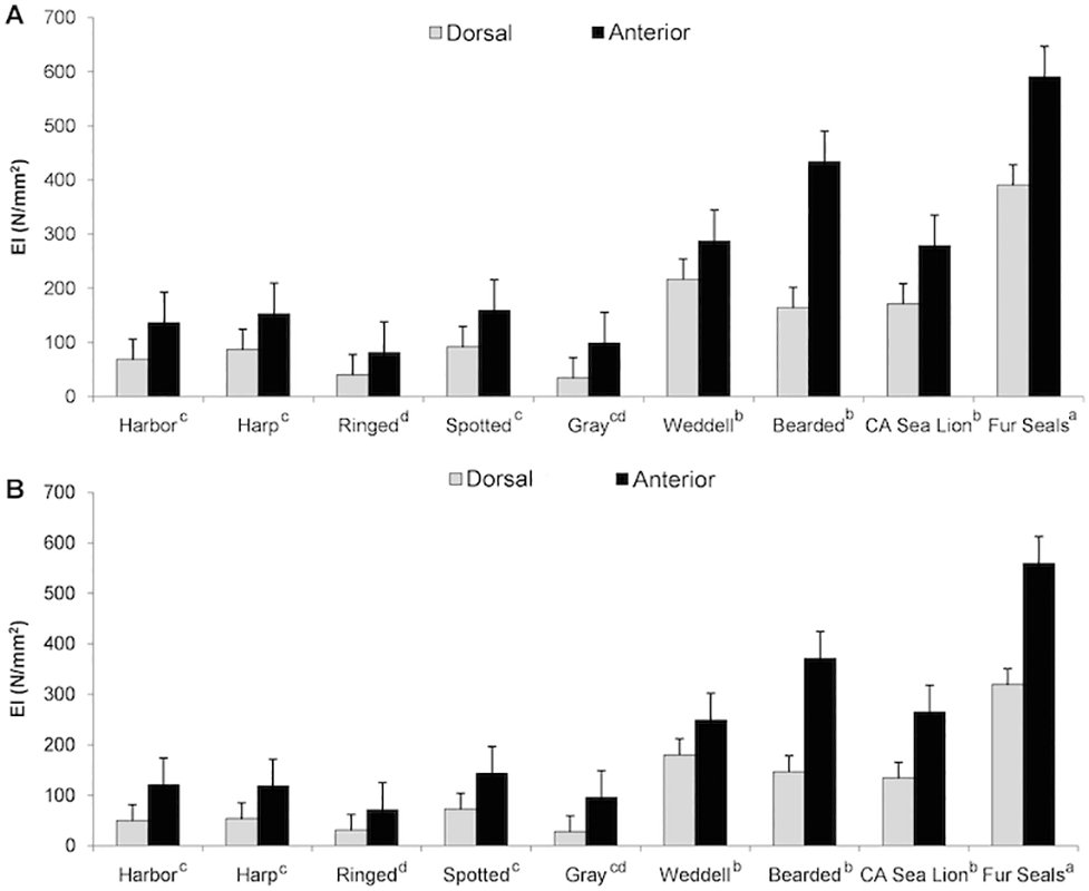 Pinniped whiskers are the largest &amp; most  innervated  among mammals. Their hair shafts  fx as a biomechanical filter; EI  stiffness testing shows they are anisotropic. Low EI of beaded whiskers may enhance sensitivity to small changes in flow from prey. journals.plos.org/plosone/articl…