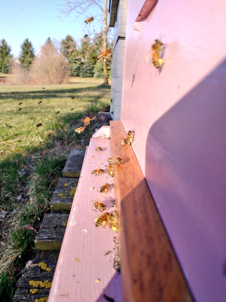 Girls were out early this morning doing their thing. Willow + Dogwood #pollen #honeybees