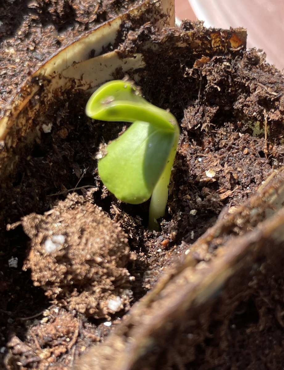 SuglyIster's tweet photo. Sunflower #seeds planted on Easter Sunday
 #allthingsnew  #hope https://t.co/uFS4eVm1ZZ