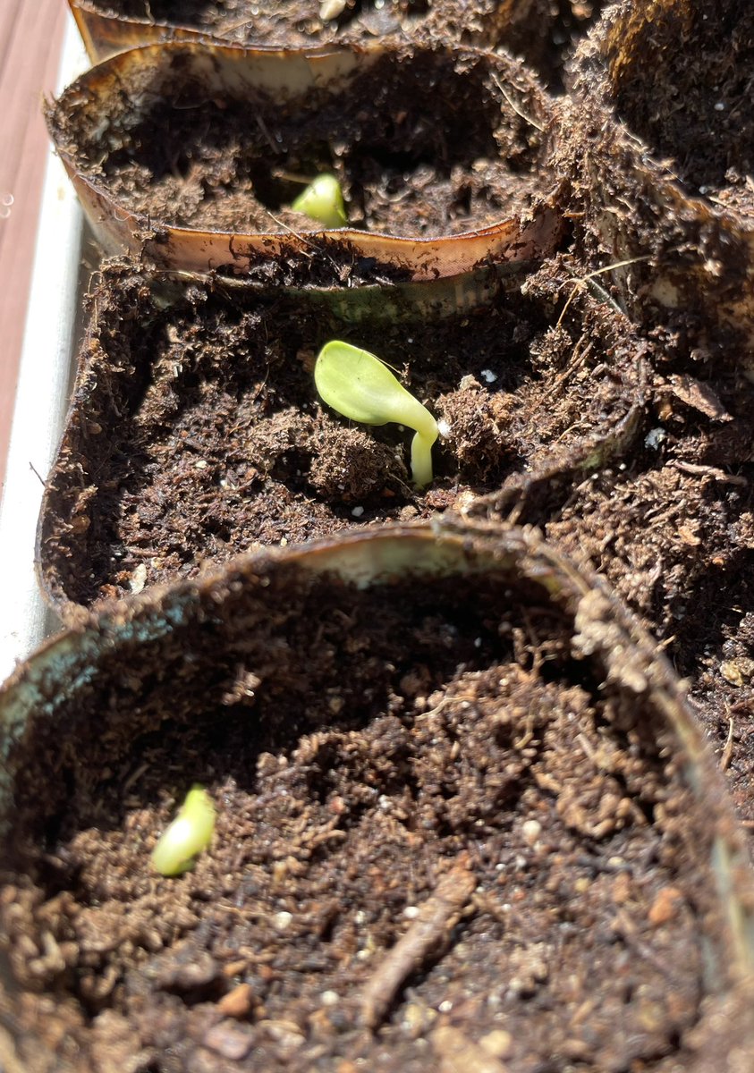 SuglyIster's tweet photo. Sunflower #seeds planted on Easter Sunday
 #allthingsnew  #hope https://t.co/uFS4eVm1ZZ