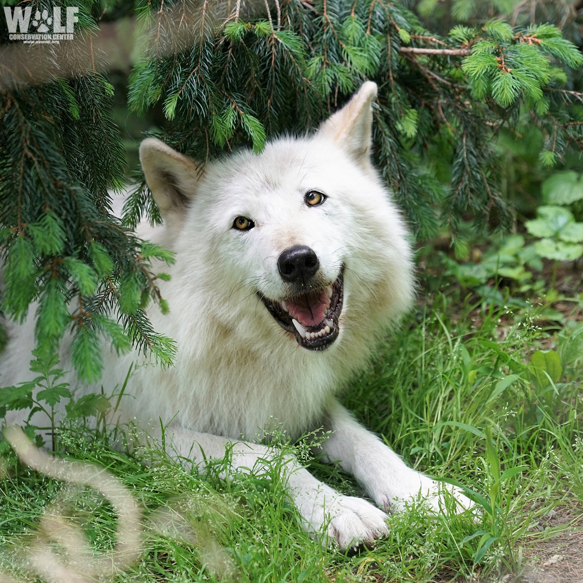 Happy 9th Birthday, Nikai!🐺🎉 As an incredible ambassador for your wild  kin, you've touched the hearts of so many and inspired countless to  #StandForWolves! Howls of thanks for your tireless and greatly, image size:1200x1200