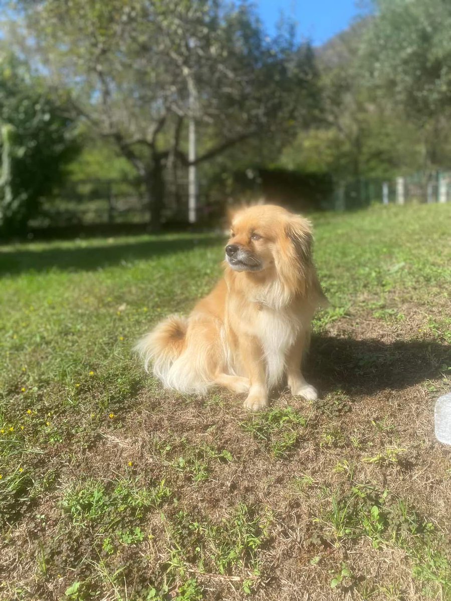 FiorellaArcodi1's tweet photo. Ciao a tutti chiediamo aiuto per ritrovare il nostro piccolo Arturo che è scappato circa 2 ore fa in località Verbanio Ultimo avvistamento sul rettilineo che conduce a Premosello. 
Chiamate il 3407036540 grazie https://t.co/Tvsh2jdO4t