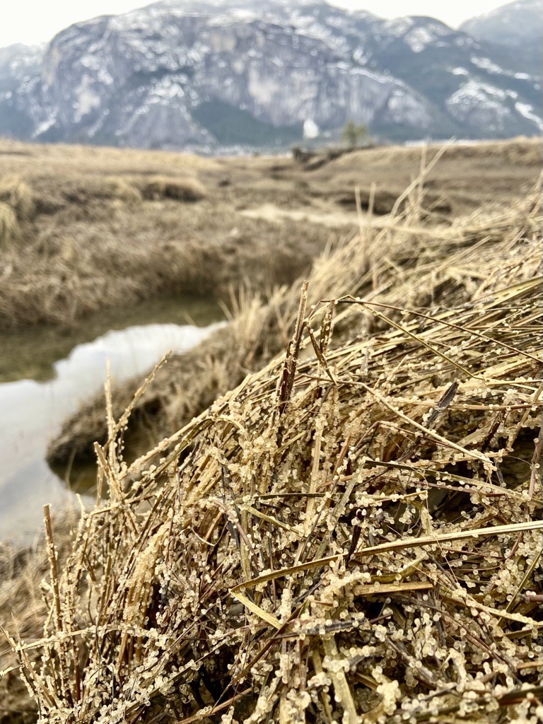 Please Share! 
Squamish Nation is hiring an Environmental Specialist. Full time 1-yr position. Come work in the Rights and Title Dept with our Referrals team!
tinyurl.com/yrtz7kjj
Pic: Ch’em’esh (herring roe) in Skwelwil'em Estuary. Siyám Smánit (the Chief) in the background.