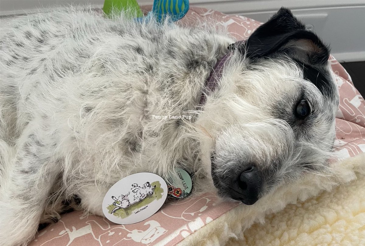 Momma did another prize draw fur our fundraiser, and somepawdy is getting a lawn potato magnet!!!!! 

Wanna learn how you can help shelter pets in need, and be entered to win a prize? See thread fur details!!!! 
#pennylane #lawnpotato #MuttStrut