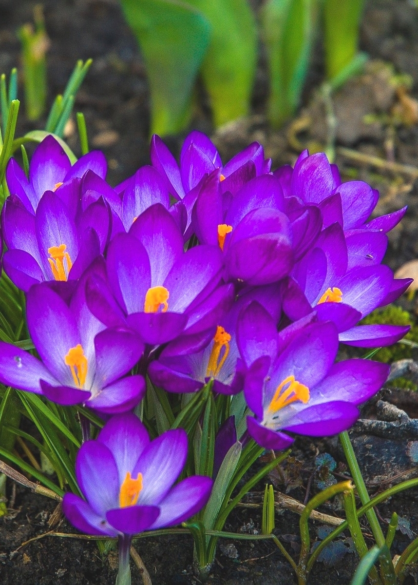 LoveSongs4Peace's tweet photo. Purple Crocuses growing on springtime  🌺🌸🌺 https://t.co/I2HDHmUkQD
