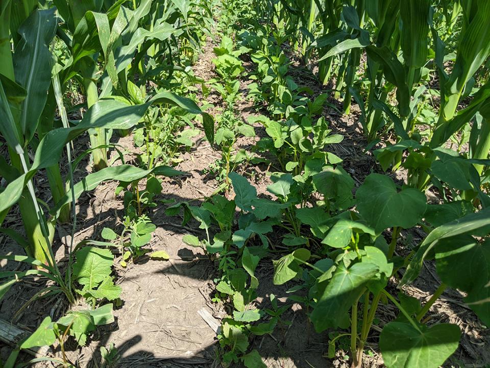 Nebraska CropWatch (@unl_cropwatch) on Twitter photo Video Recordings from Eastern Nebraska Soil Health Conference Now Available | Topics included diversified crop rotations, #interseeding #covercrops, emerging #soilhealth methods like new cover crop species, #biochar, #Kernza & more. #NebExt <a href="/NebENREEC/">Univ of NE ENREEC</a>
🌱buff.ly/3GIufXA Video Recordings from Eastern Nebraska Soil Health Conference Now Available | Topics included diversified crop rotations, #interseeding #covercrops, emerging #soilhealth methods like new cover crop species, #biochar, #Kernza & more. #NebExt <a href="/NebENREEC/">Univ of NE ENREEC</a>
🌱buff.ly/3GIufXA