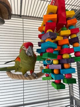 Scarletts Parrot Essentials tweet media