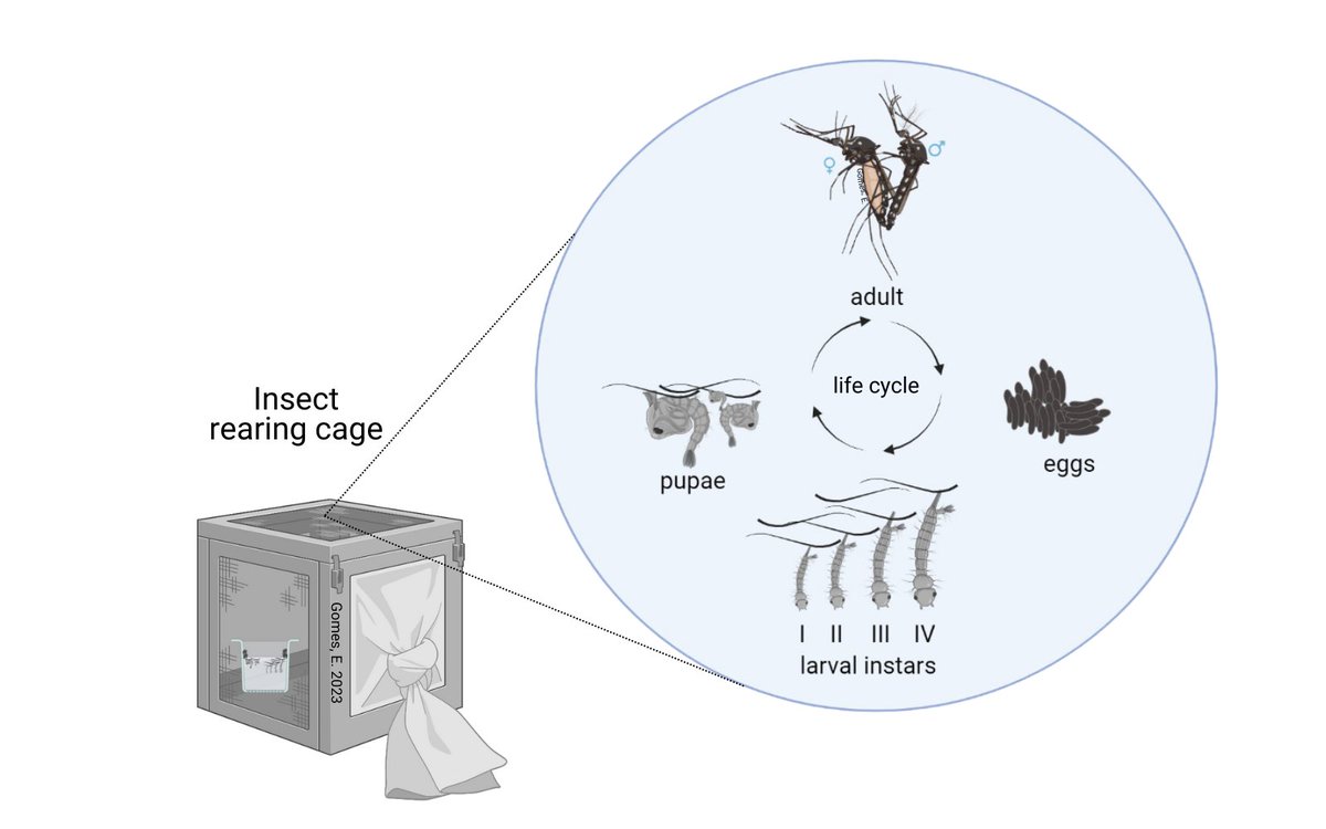 Mosquitoes in the laboratory 🦟🥰! #vector #mosquito #lifecycle #Aedes #bridalflight
