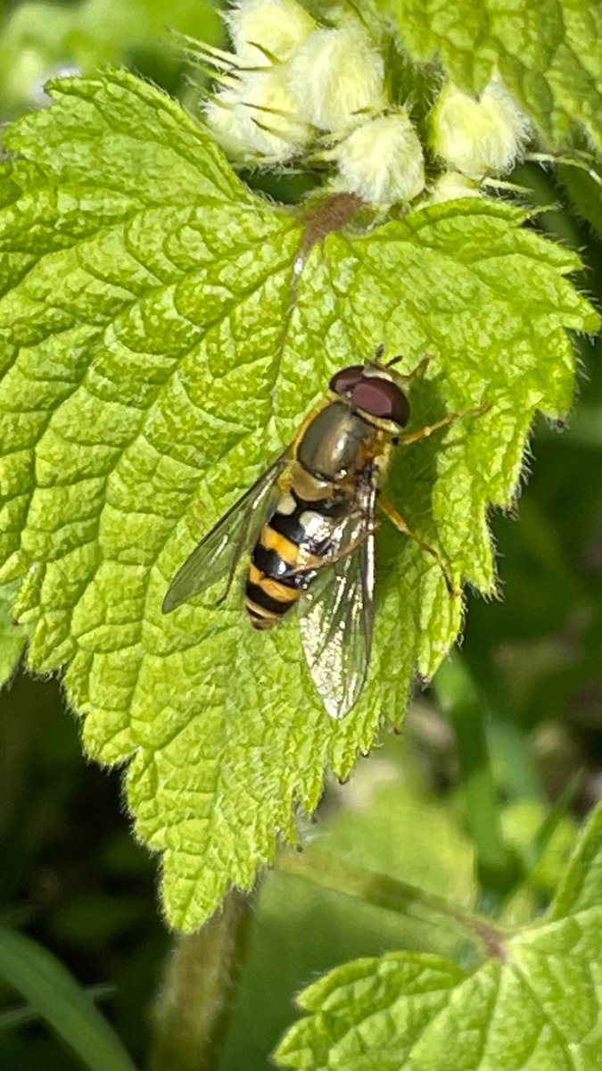 Robin Parker tweet media