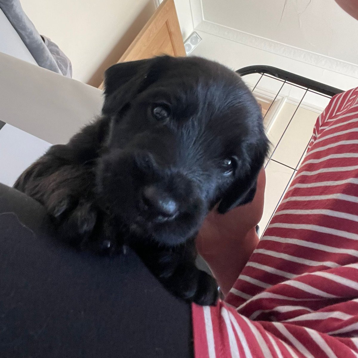 SpringPetsUK's tweet image. Look at those #beautifuleyes 👀