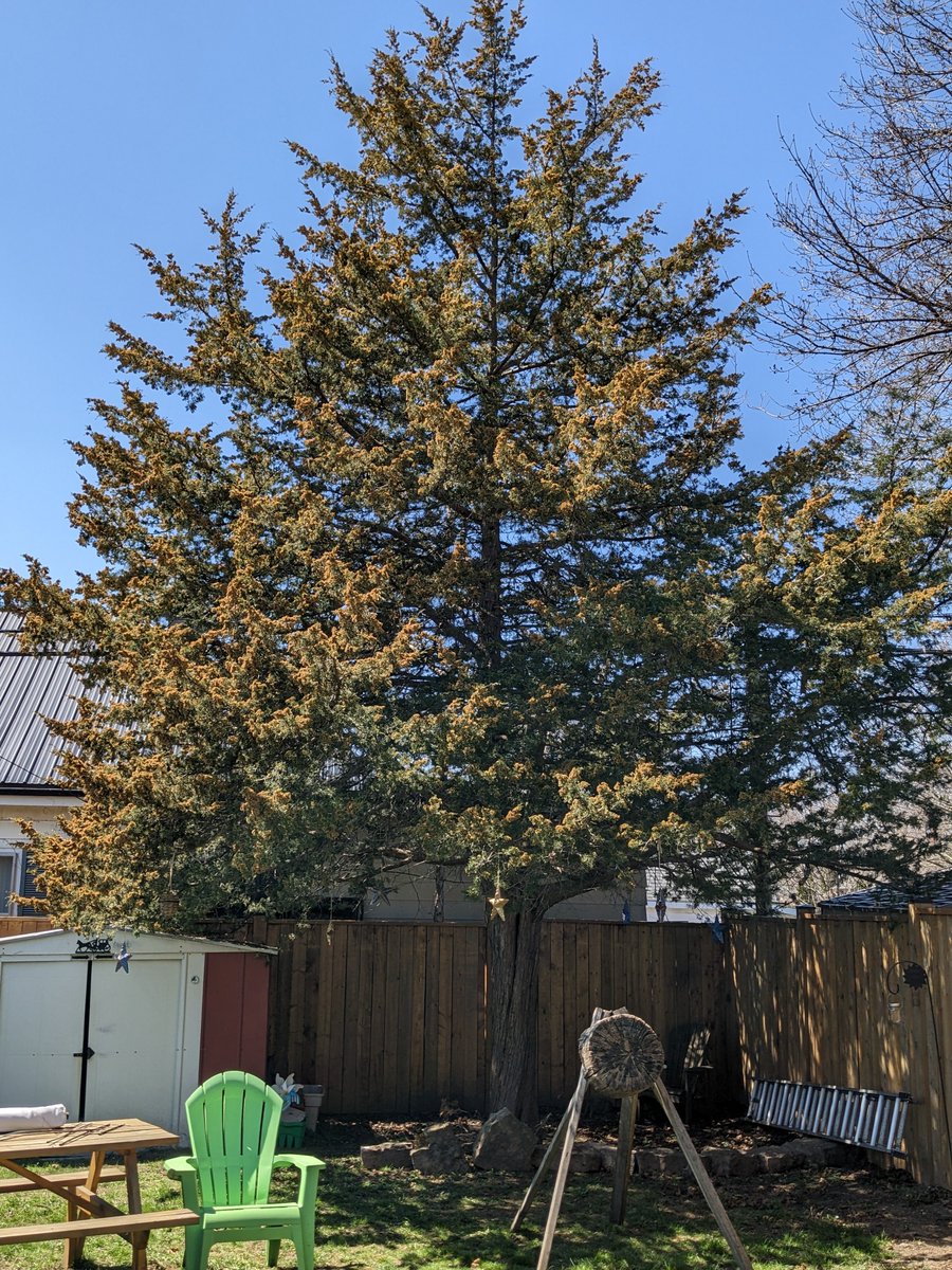 I'm grateful for these evergreens and the protection they've provided my family for over 35 years. I'm even more grateful for the privilege of being able to own a small piece of sanctuary in the midst of a bustling, ever changing city.
#AffordableHousing #MoreTreesPlease #LdnOnt