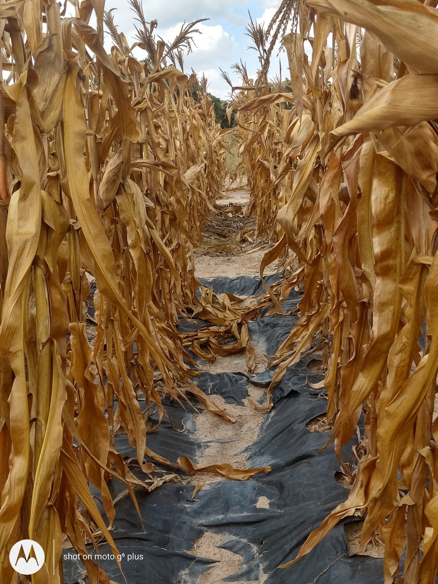 Sieg_SAS's tweet photo. How to stop evaporation on granitic sands rainfed maize? #organic residues, plastic mulch as a thought experiment - way to go @CIMMYT #SAS Zim team #agritex and farmer innovations to tweak the soil water balance! https://t.co/J6RTHCucu4