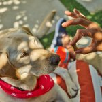 Photo by PetLab Co (@petlabco)