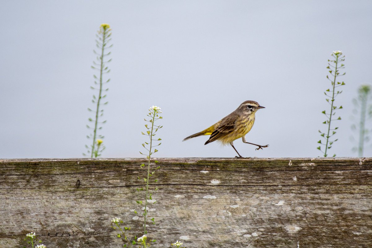 marriors5's tweet photo. Happy #PortfolioDay Im not sure if Im a little late but I do wildlife photography mostly. Here are some of my pics! https://t.co/F9KnNzRAQs