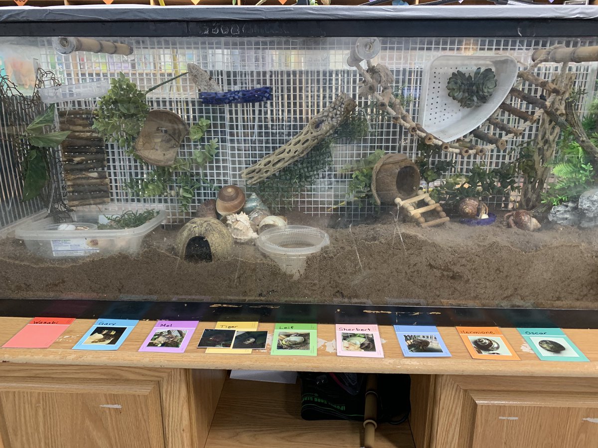 carolynvibbert's tweet photo. Another #LibraryMakeover task finished! Signage has been a priority for several tasks and today I refreshed the crabs’ name tags. I can now separate their name from their shell photo so we can track when they upgrade. #PWCSLibraries https://t.co/Wga16BoWtu