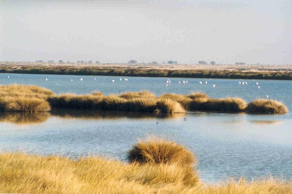 JulioVias's tweet photo. Condenar a muerte un patrimonio natural de interés mundial, como es #Doñana, por míseros intereses electorales regionales pasará a la historia como la peor de las infinitas burradas ambientales perpetradas en España. Acémilas liándose a coces contra la evidencia científica... https://t.co/aY32DLqk9B