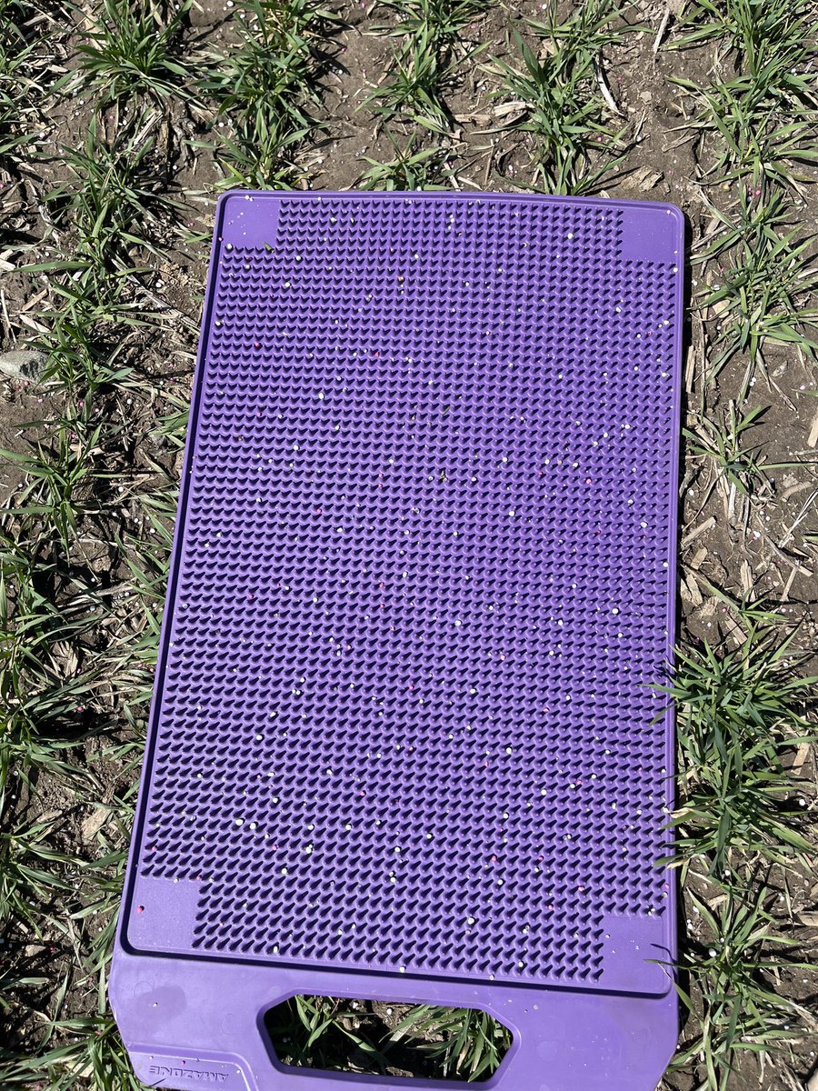 mattdirka's tweet image. Urea going on the wheat today. Quick mat check and good to go! #amazone #wheat23 @StratfordFarmEq @tom_mosterd