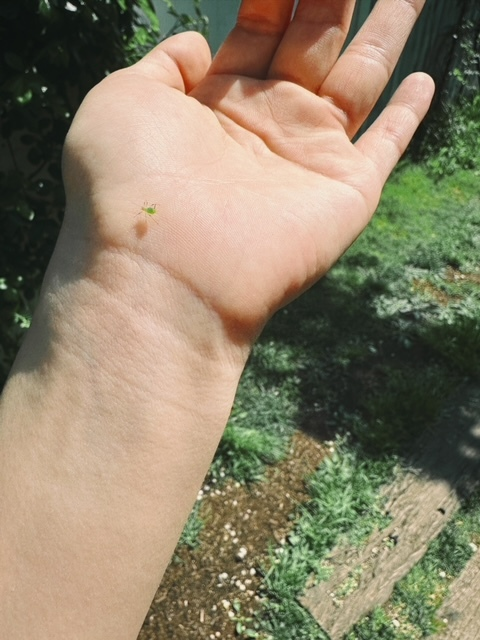 theblueslope's tweet photo. [favorite living creature #6]
kishi: when i was doing the photo studio series shoot, an aphid sat on my palm! and so - MY FAVORITE LIVING CREATURE #6! so now im going to discuss things about aphids that you may not have heard of before! https://t.co/PYx0X1jO5p