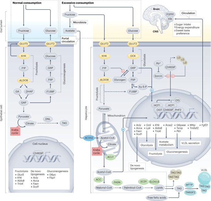 Nature Reviews Endocrinology tweet media