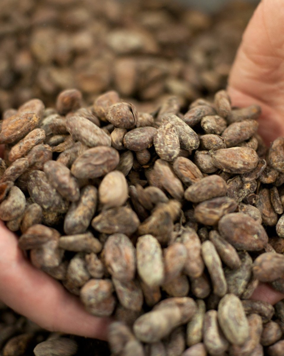 TasteFruition's tweet photo. We take pride in our process, ensuring an ethical and transparent supply chain. We select ethically-sourced and flavorful cocoa beans and travel to cocoa-producing regions to ensure that most of the cocoa beans we bring in are Organic and Fair Trade certified. 

#transparentrade https://t.co/T8xQpR5hjC