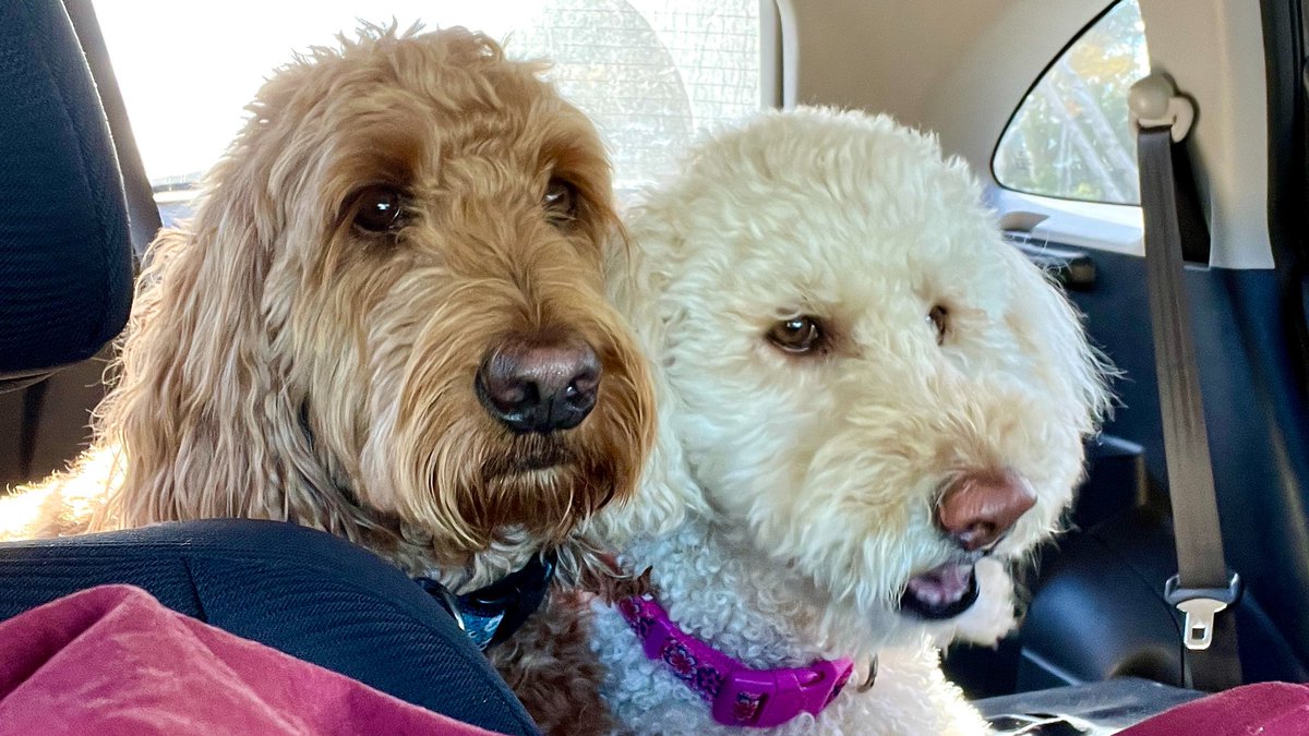 FRIDAY: Your dog may be the apple of your eye but you probably don't always understand why he's doing the things he does. It can be a source of great joy -- or difficulty. If you have questions about your dog's behaviour, call Silvia Jay. 1-800-565-1940