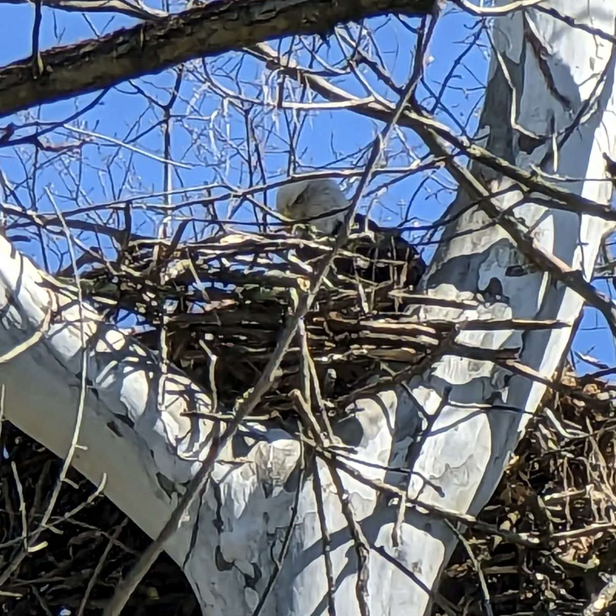 Feeding Time at Bear Run
.
#wildlife #wildlifephotos #casualtrekkers #eagles #eaglelovers #eagle #raptors #raptorsofinstagram #nest #birdnest #birdsofinstagram #wildlifeig #knoxcountyohio #knoxcounty #visitknoxohio #knoxways #ohiohasit #ohiofindithere #getawayohio #baldeagle